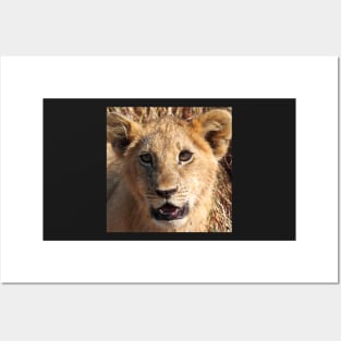 Lion Cub Portrait, Maasai Mara, Kenya Posters and Art